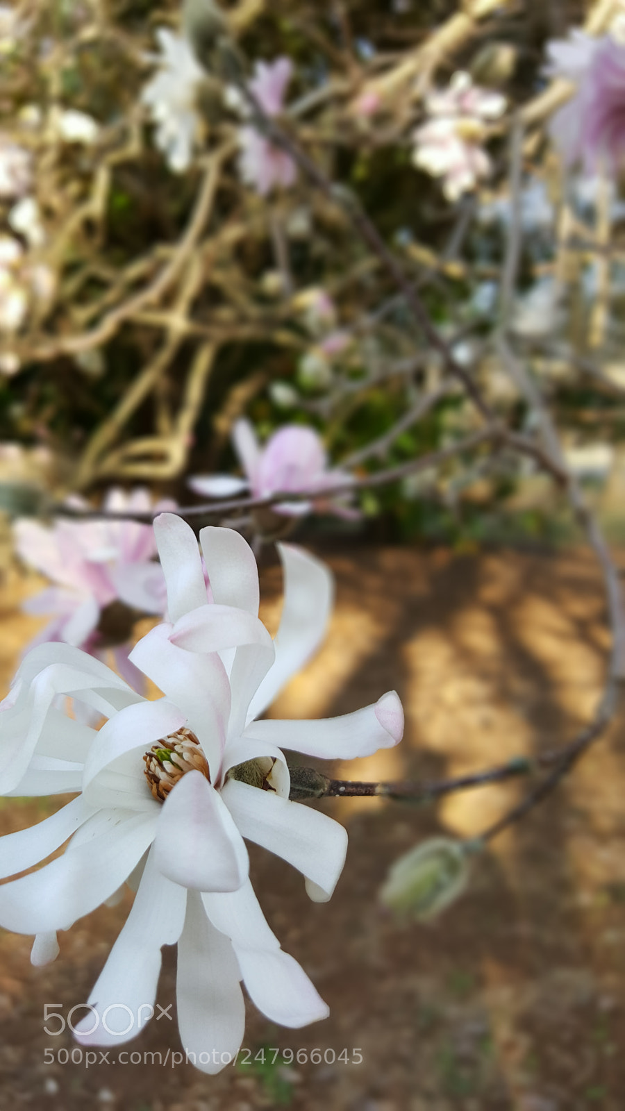 Samsung Galaxy S6 sample photo. 20180223_154420.jpg photography