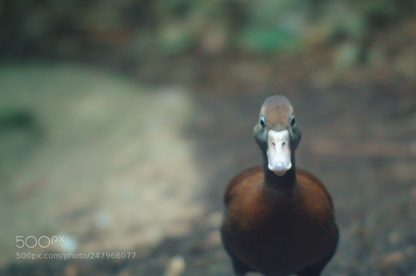 Nikon D3200 sample photo. Cute duck photography