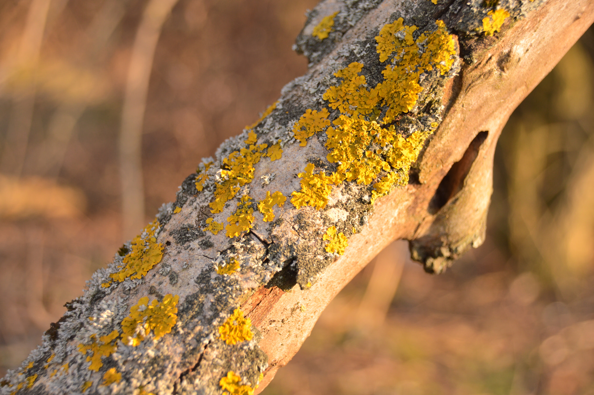 Nikon D3200 + Sigma 18-250mm F3.5-6.3 DC Macro OS HSM sample photo. Yellow moss photography