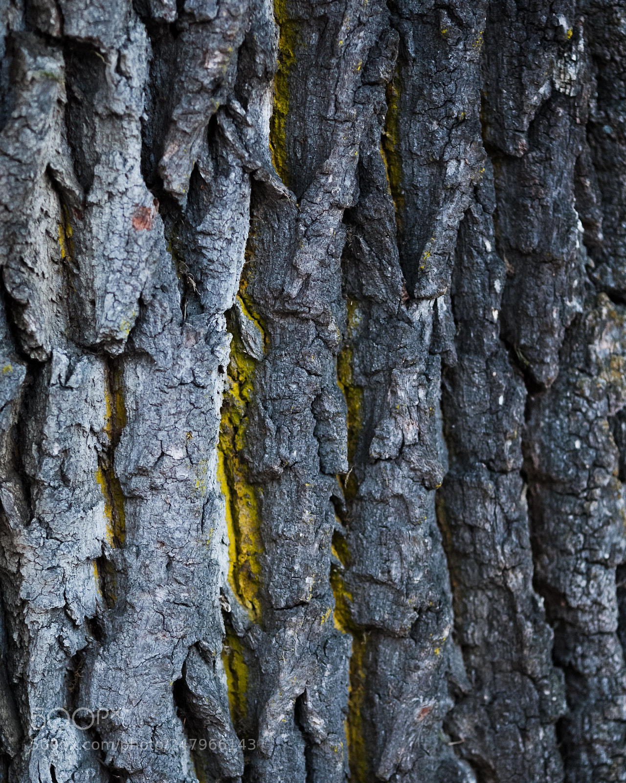 Canon EOS-1D Mark III sample photo. Deep bark photography