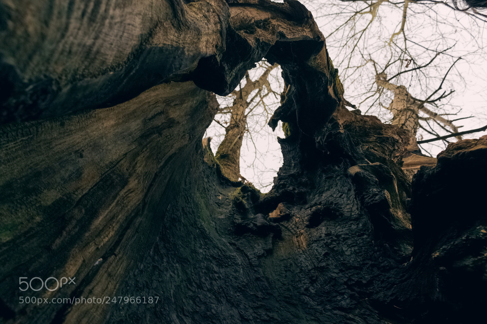 Nikon D3400 sample photo. Inside the tree! photography
