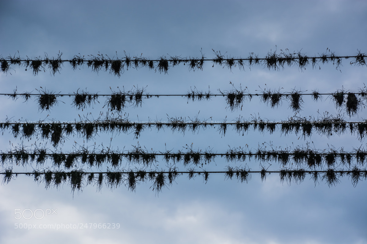 Nikon D7100 sample photo. Grass on wires. photography