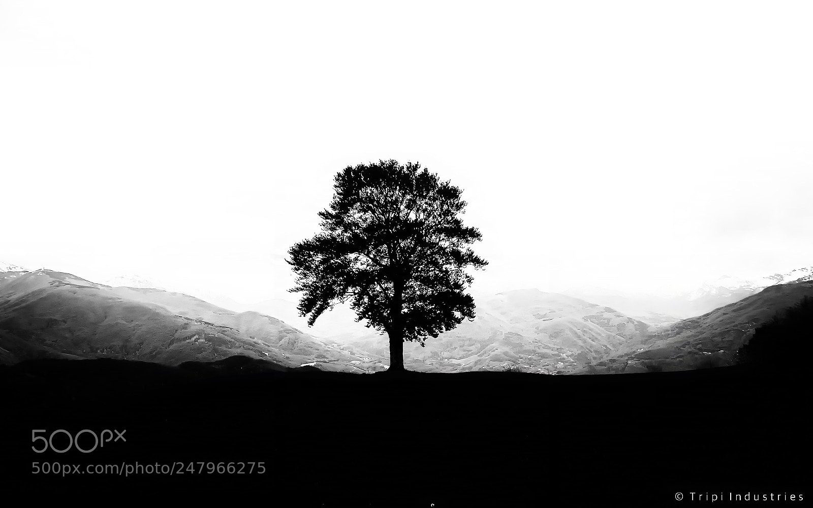 Nikon D5000 sample photo. Horizon and trees 3 photography