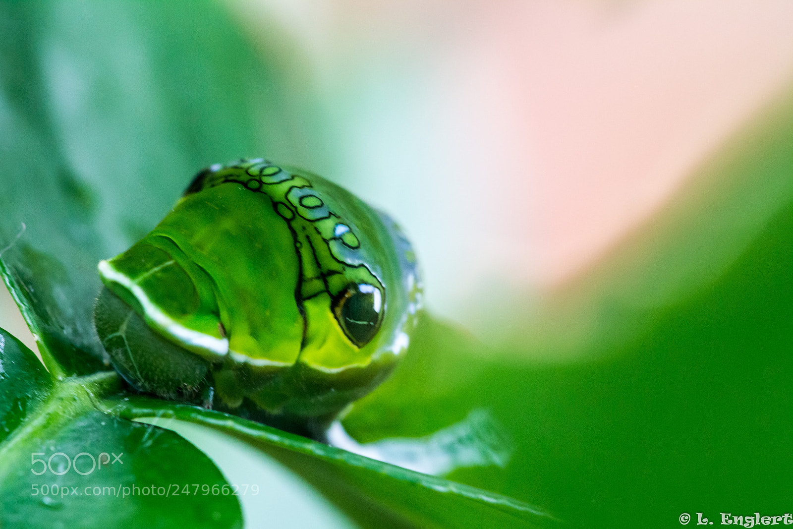 Canon EOS 700D (EOS Rebel T5i / EOS Kiss X7i) sample photo. Caterpillar photography