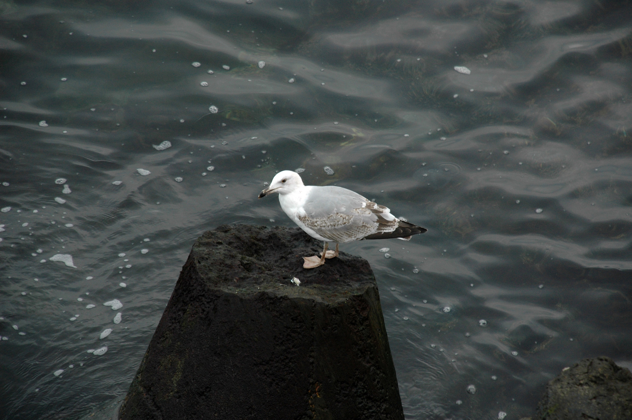 Nikon D70 sample photo. Curiosity photography