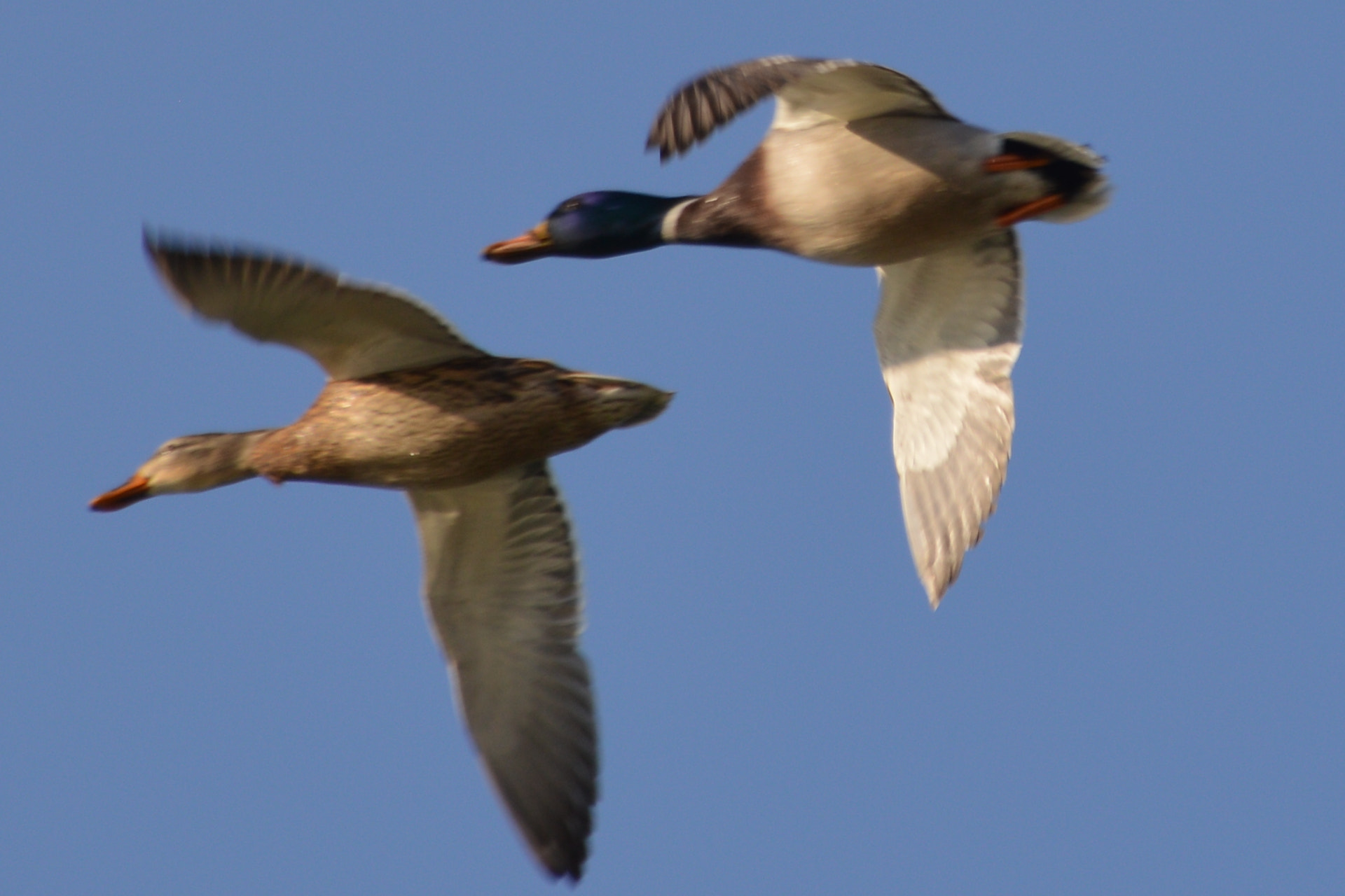 Nikon D3200 + Sigma 18-250mm F3.5-6.3 DC Macro OS HSM sample photo. Wild ducks photography