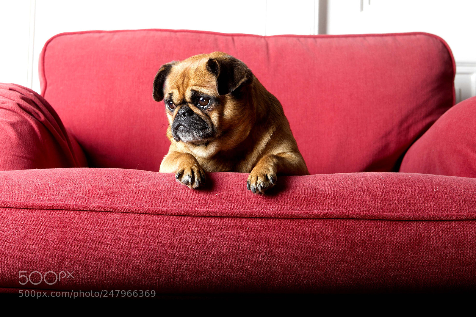 Canon EOS-1D Mark IV sample photo. Honny photography