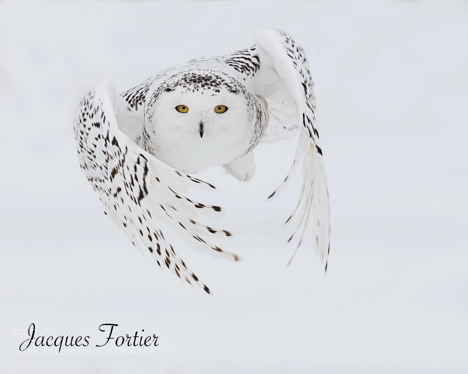 Canon EOS-1D X sample photo. Snowy owl photography