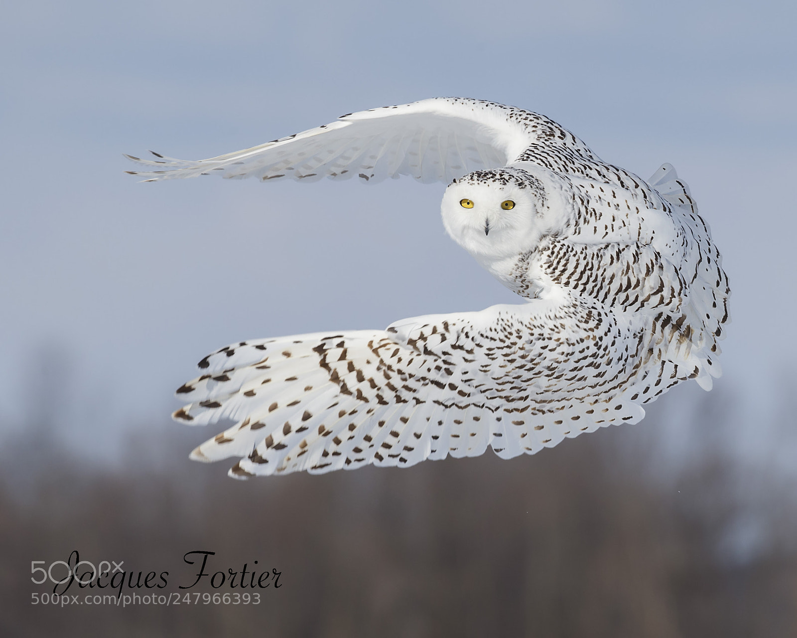 Canon EOS-1D X sample photo. Snowy owl photography