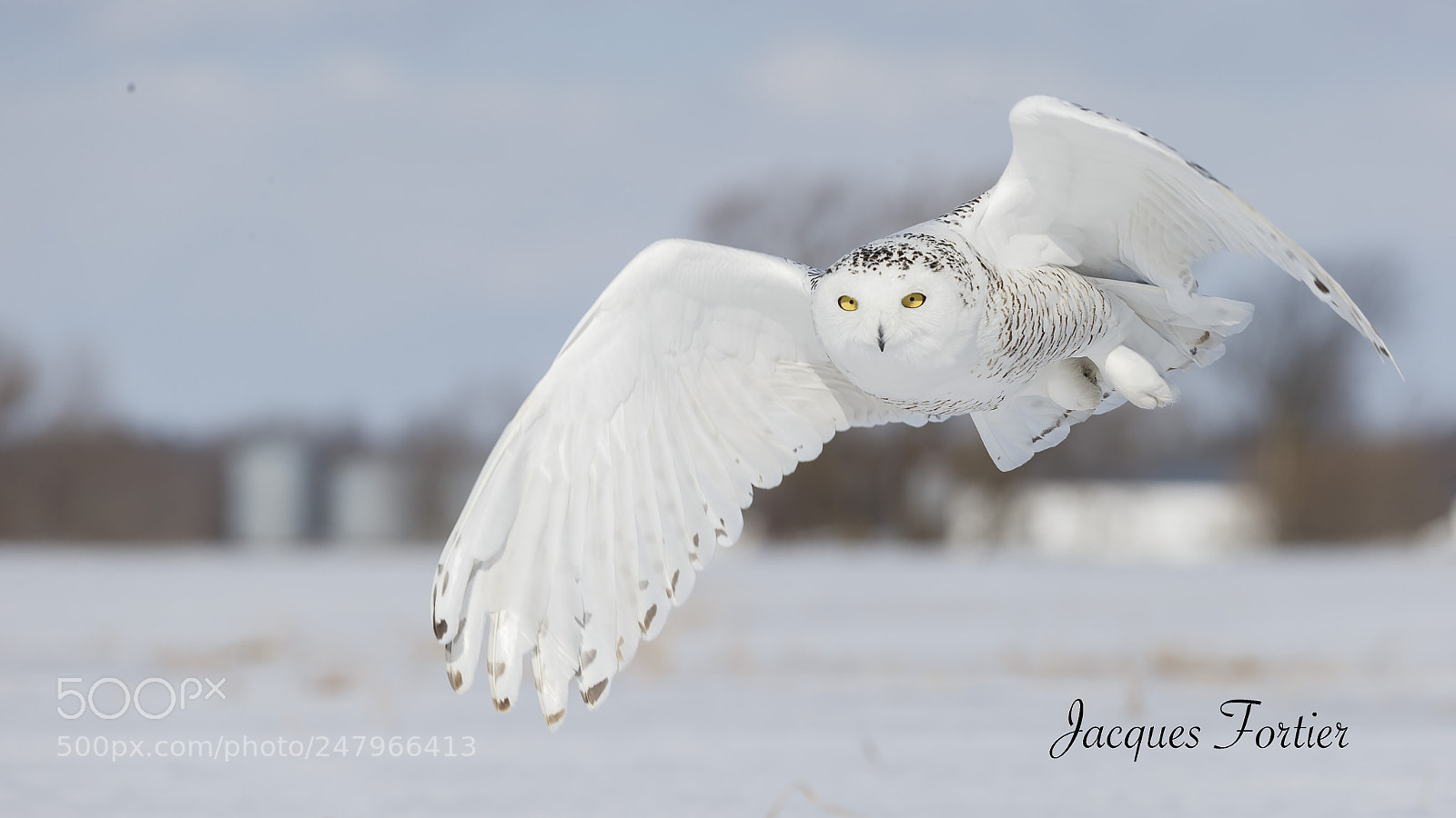 Canon EOS-1D X sample photo. Snowy owl photography