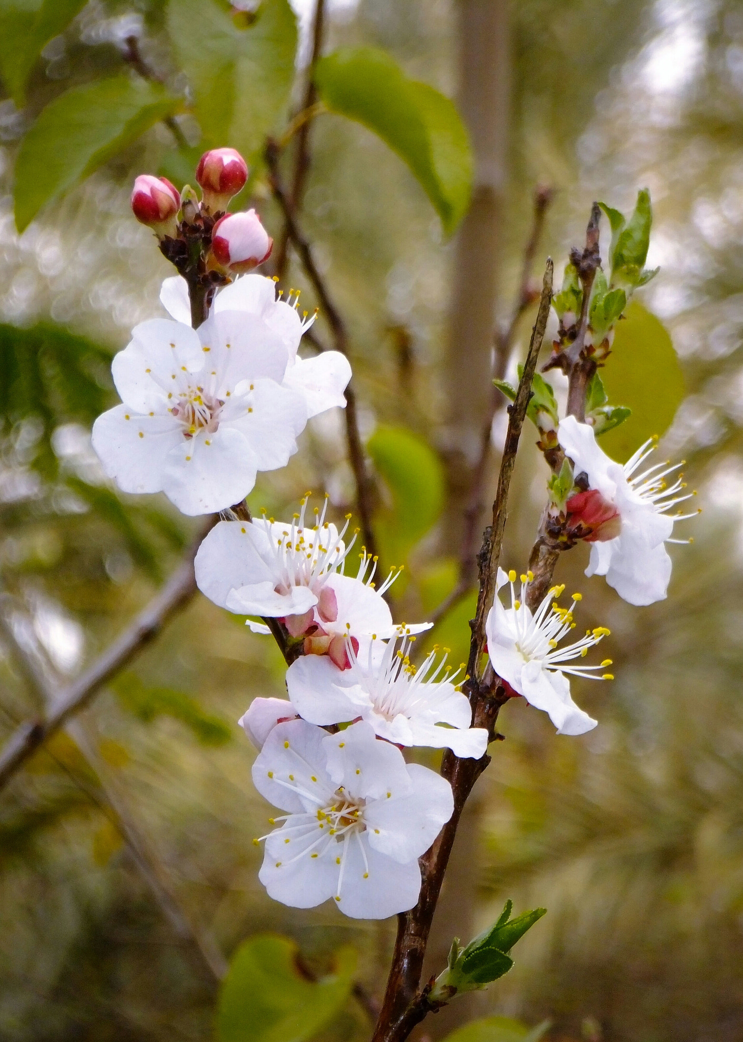 FujiFilm FinePix Z800EXR (FinePix Z808EXR) sample photo. Plum flowers photography