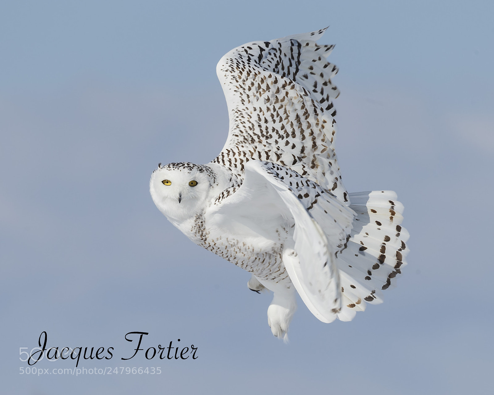 Canon EOS-1D X sample photo. Snowy owl photography