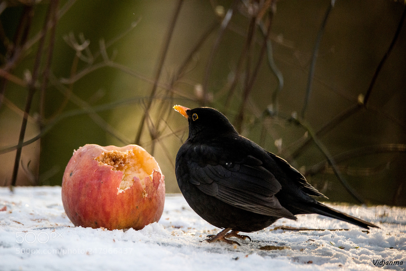 Nikon D610 sample photo. Blackbird and the frozen photography