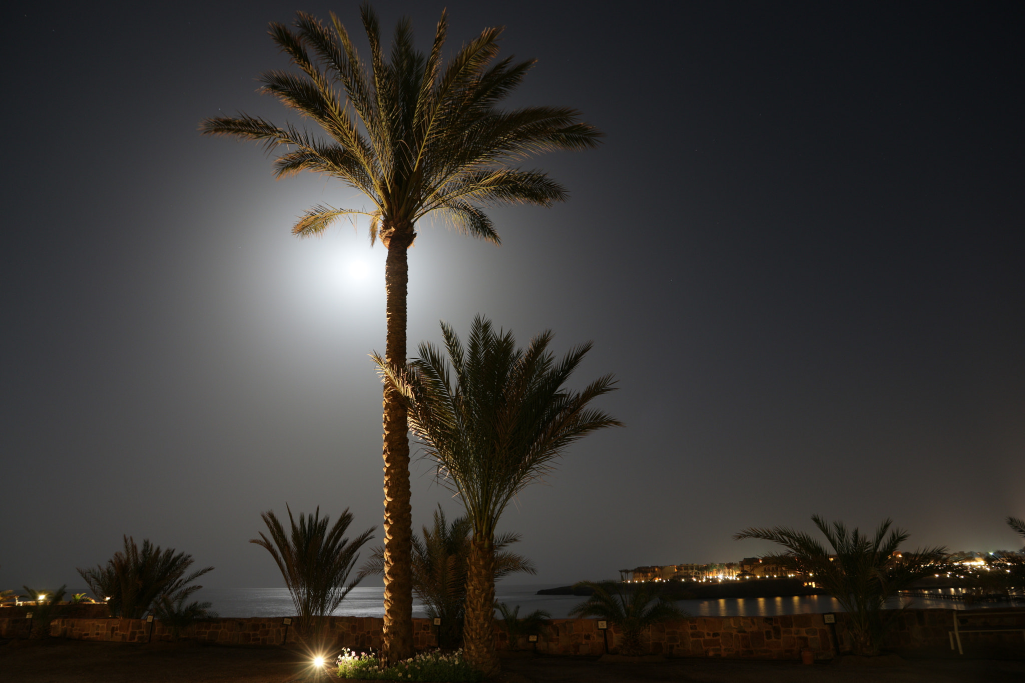 Canon EOS 80D sample photo. Palms @fullmoon photography