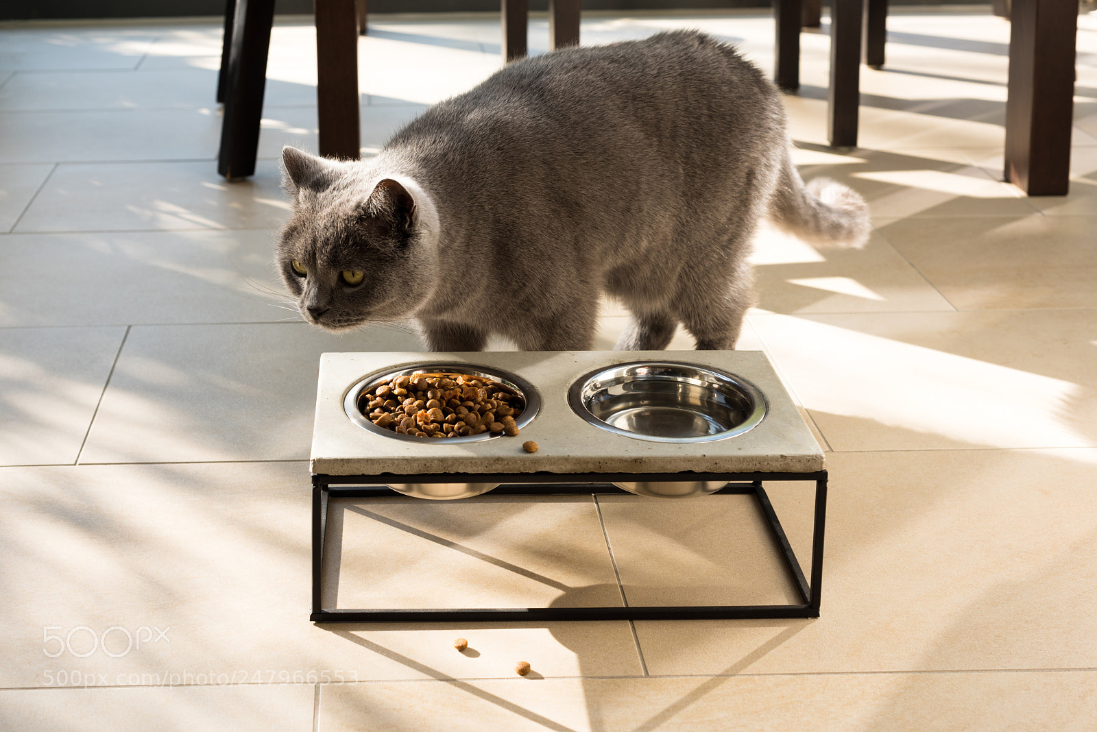 Nikon D810 sample photo. Beautiful cat approaching a photography