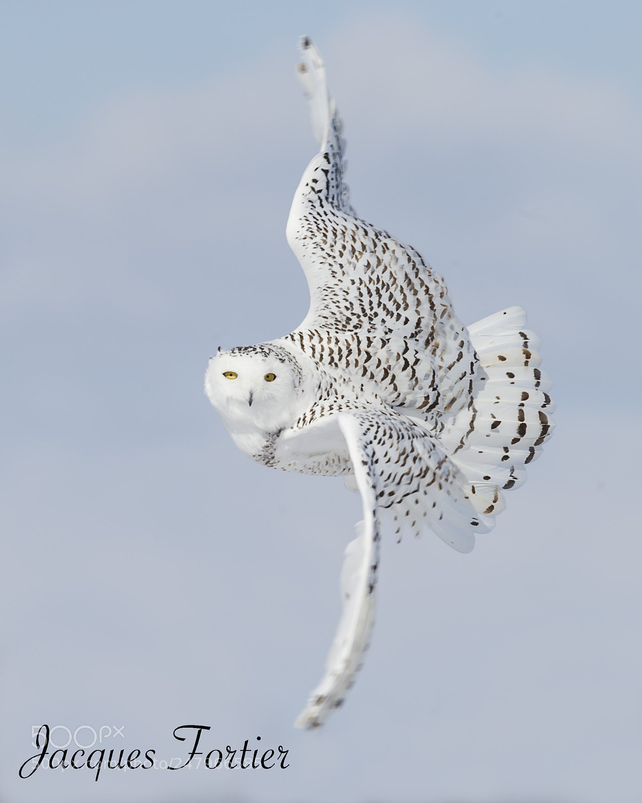 Canon EOS-1D X sample photo. Snowy owl photography