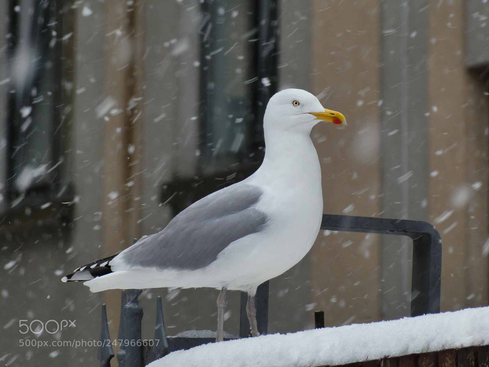 Panasonic DMC-TZ81 sample photo. Watching the snow photography