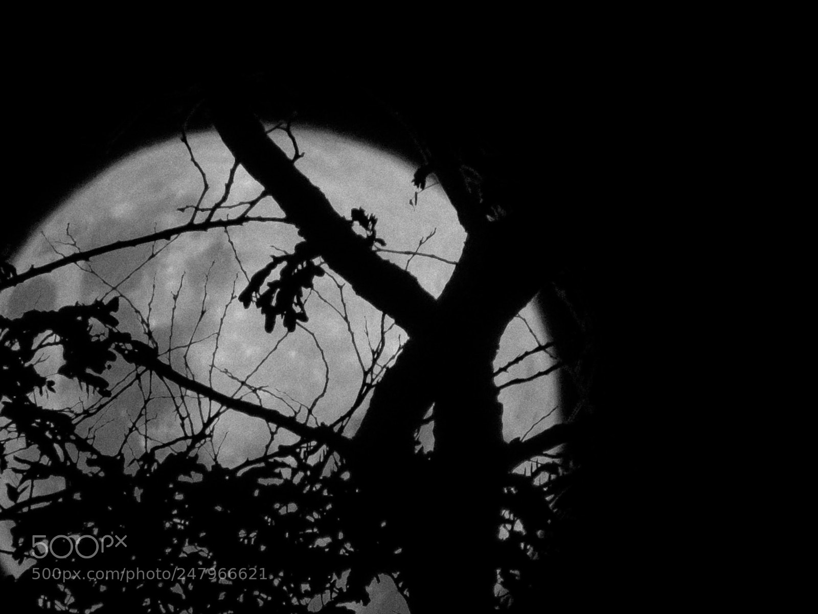 Canon PowerShot SX530 HS sample photo. Moonrise photography