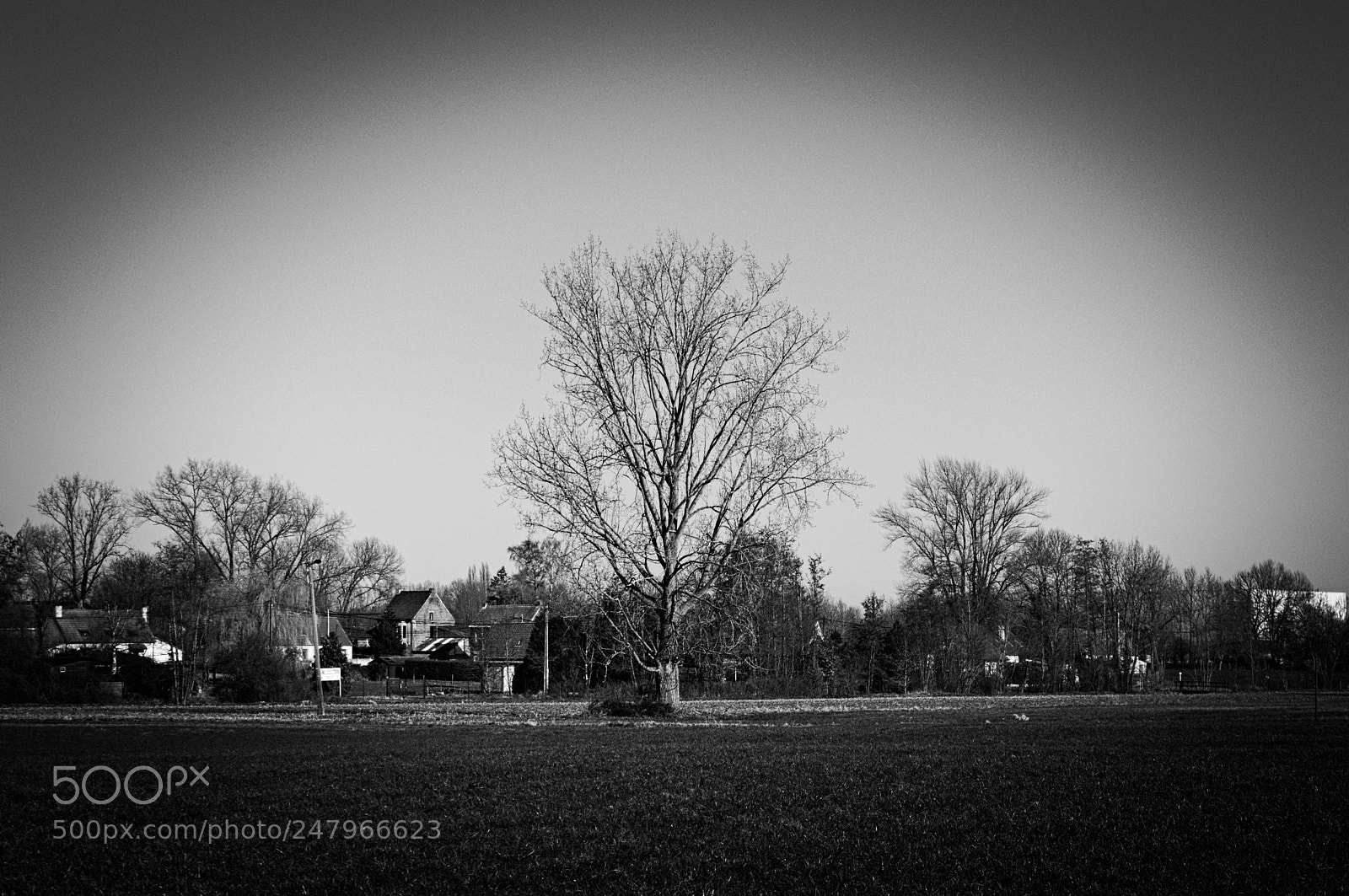 Nikon D3200 sample photo. Just a tree photography