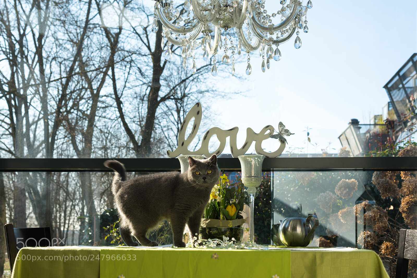 Nikon D810 sample photo. British shorthair cat standing photography