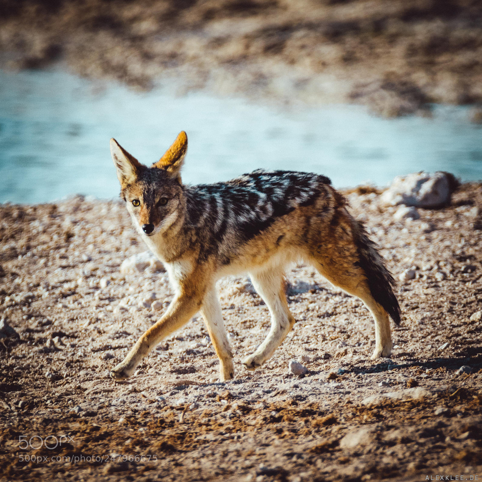 Canon EOS 7D Mark II sample photo. The black backed jackal photography