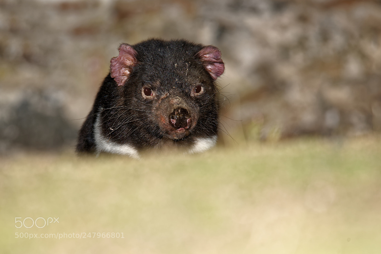 Nikon D800E sample photo. Tasmanian devil wild in photography