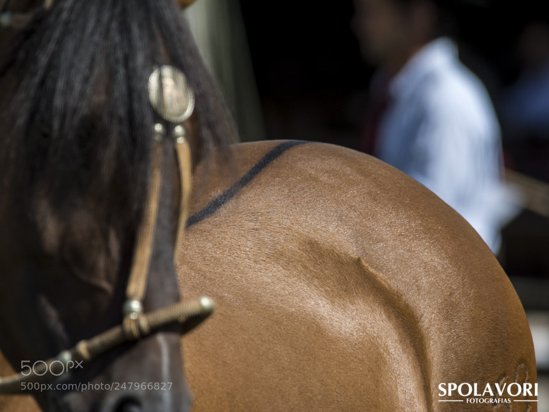 Nikon D7100 sample photo. Spolavori ma photography