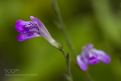 Canon EOS 7D sample photo. Untitled photography