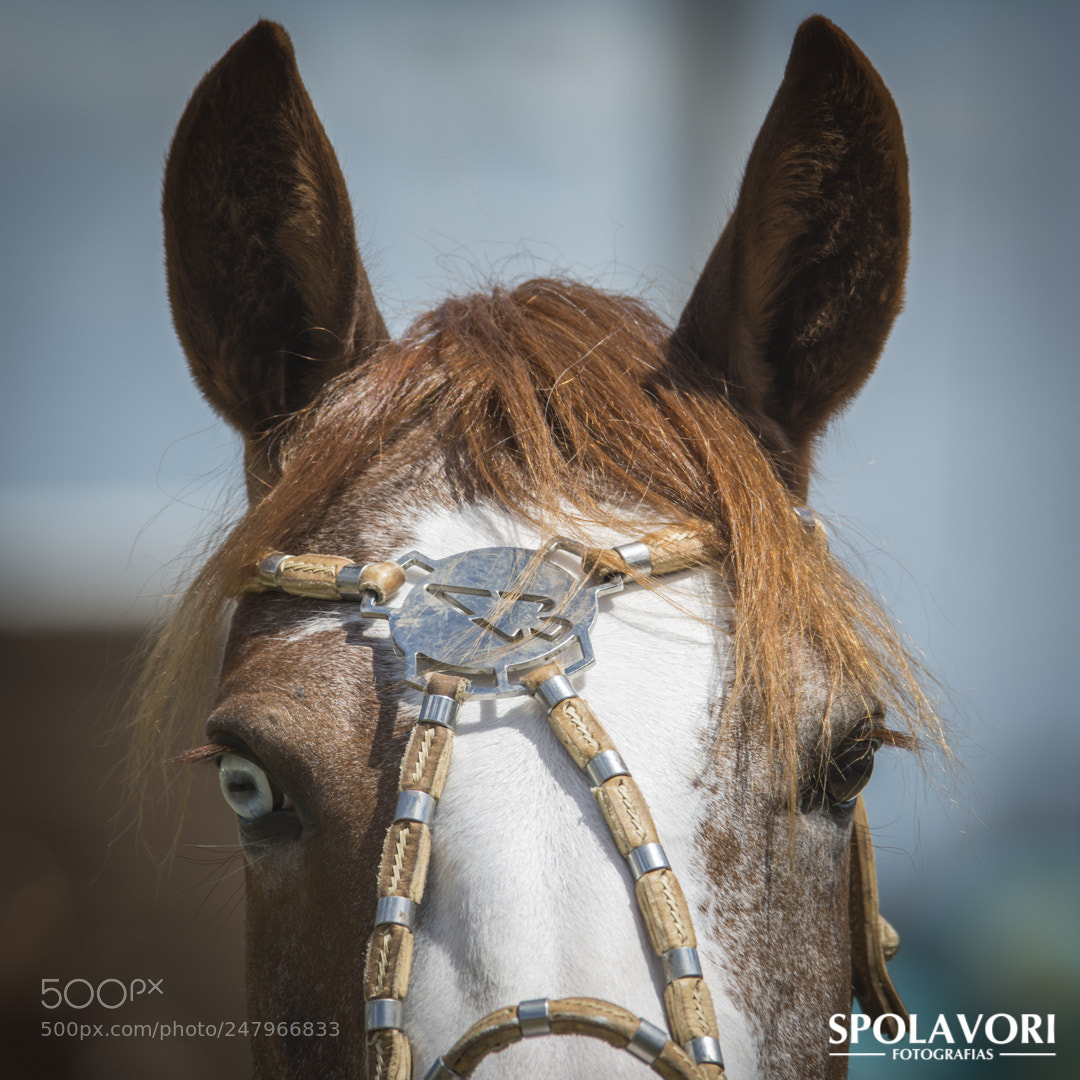 Nikon D7100 sample photo. Spolavori ma photography