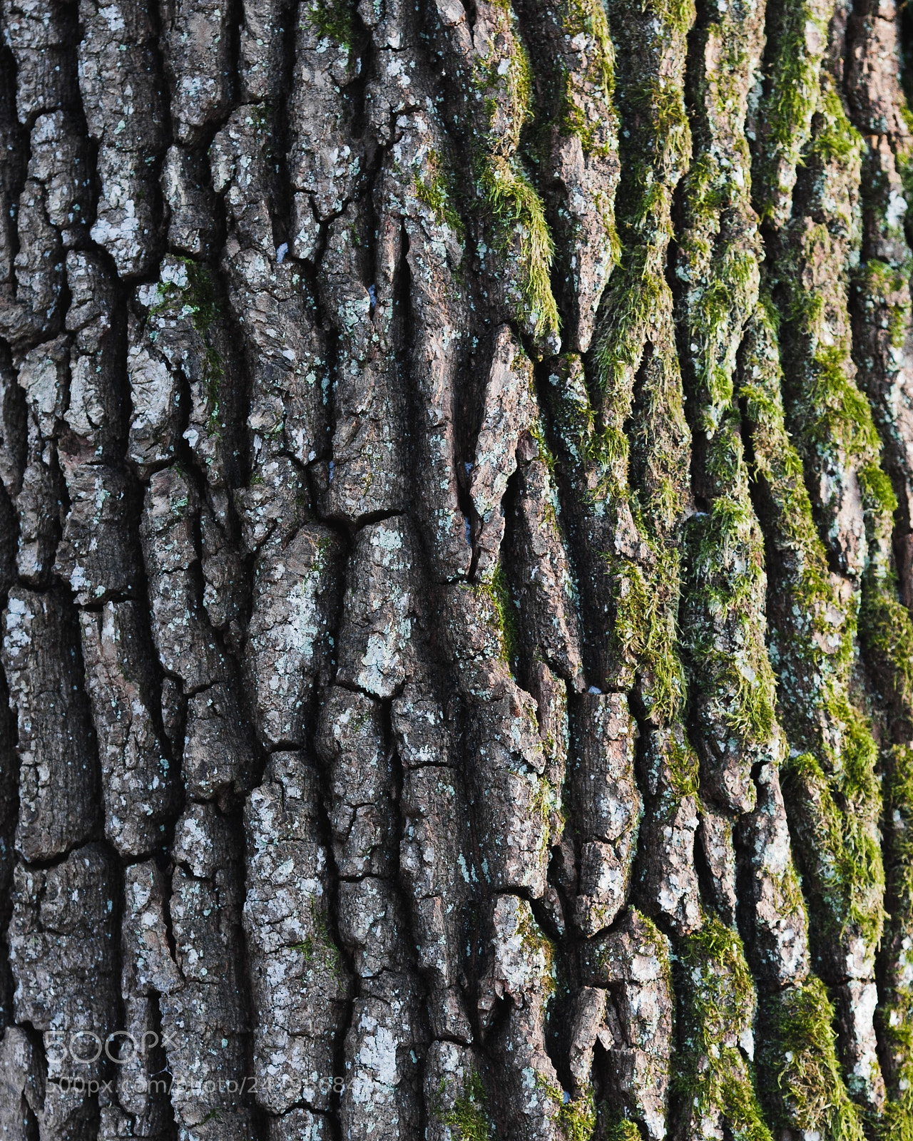 Canon EOS-1D Mark III sample photo. Bark photography