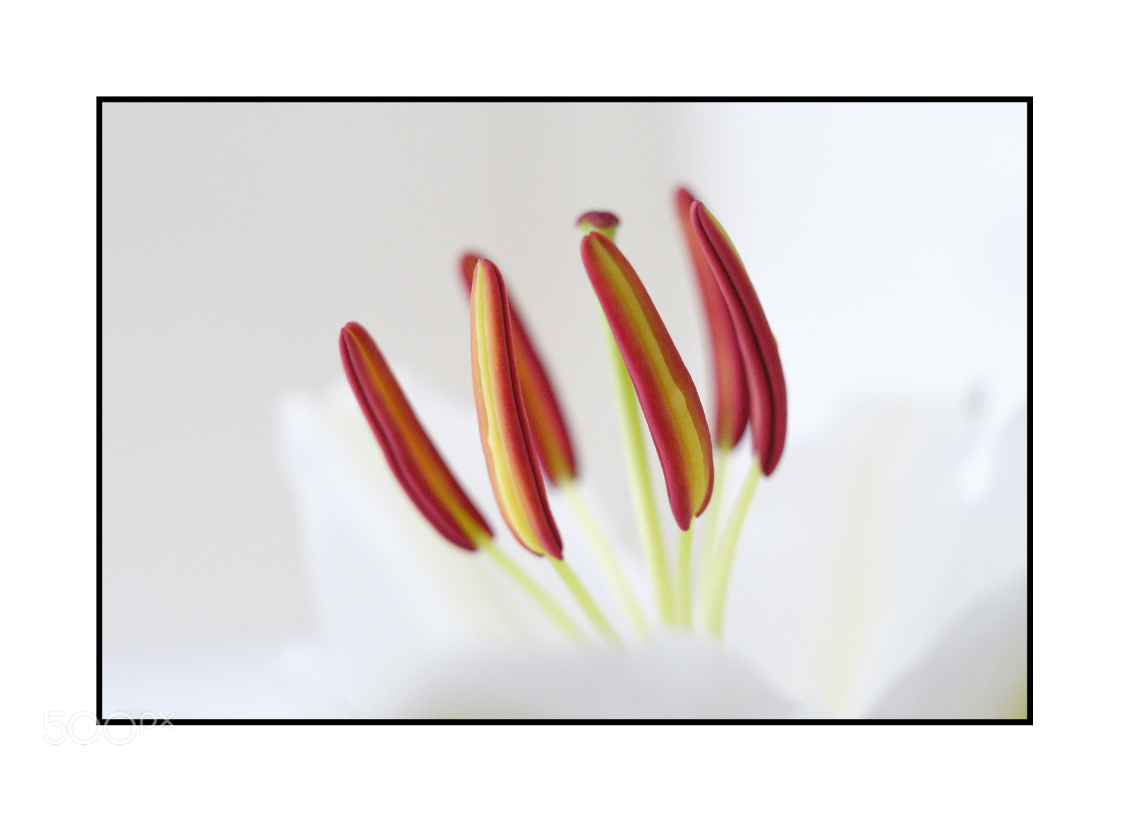 Fujifilm X-Pro2 sample photo. Lily stamens photography