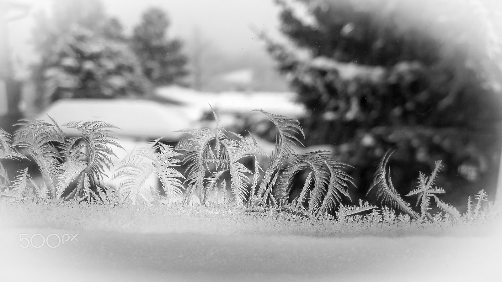 Canon DIGITAL IXUS 70 sample photo. Frost pattern 1 photography