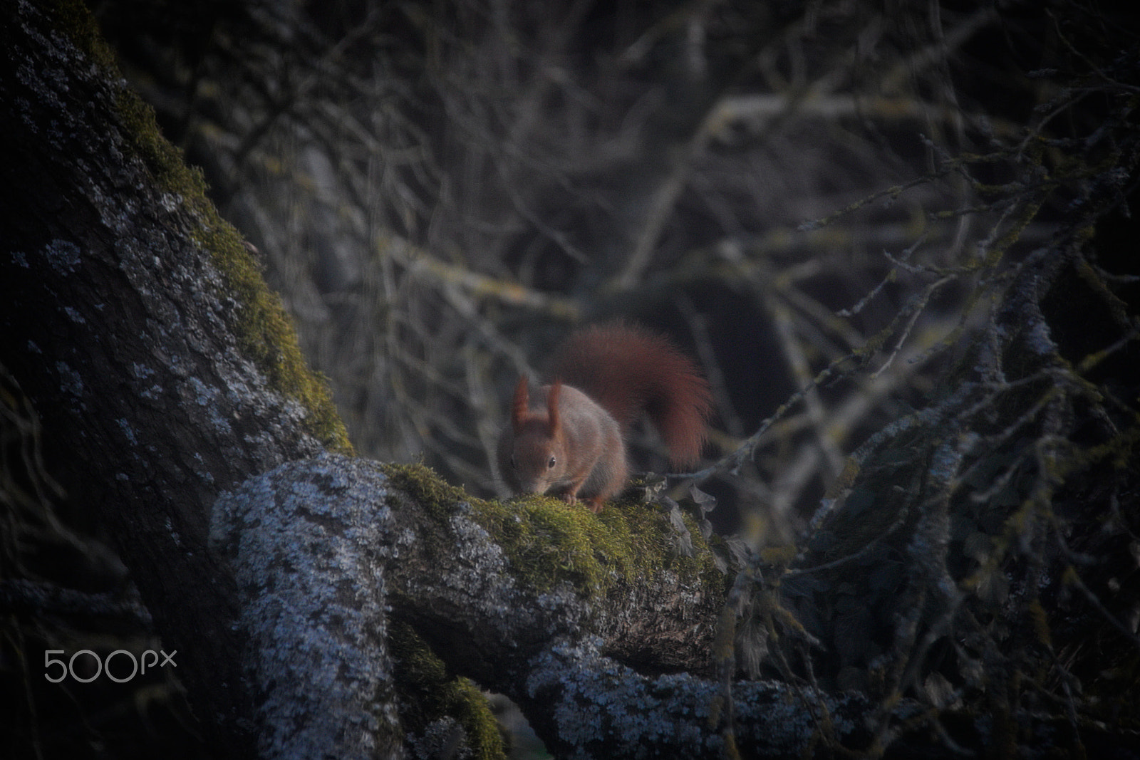 Canon EF-S 18-200mm F3.5-5.6 IS sample photo. Little red squirrel wood photography