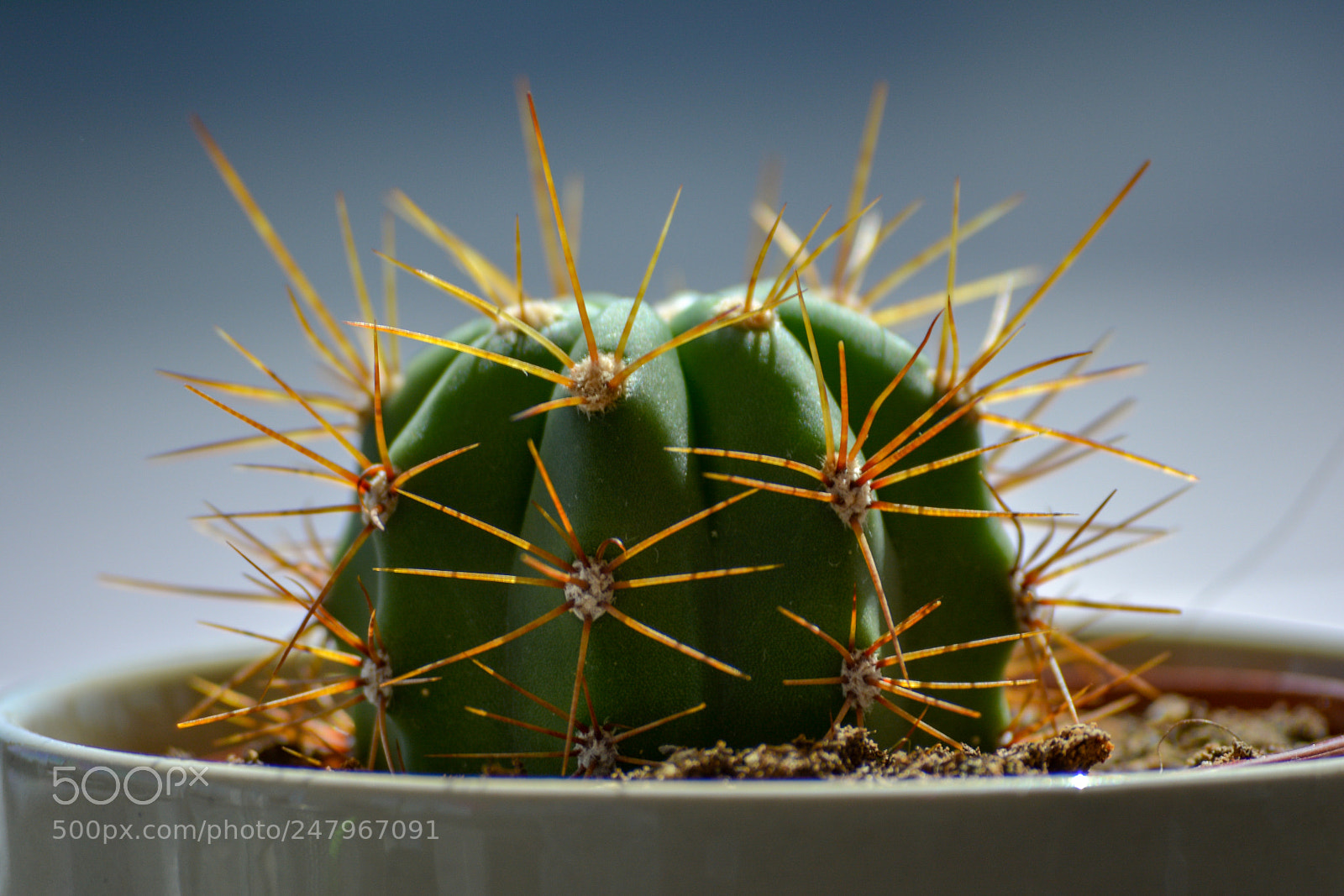 Nikon D5200 sample photo. Office cactus photography
