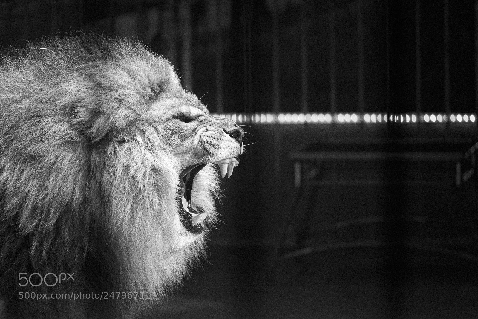Fujifilm X-T2 sample photo. The roar of the photography