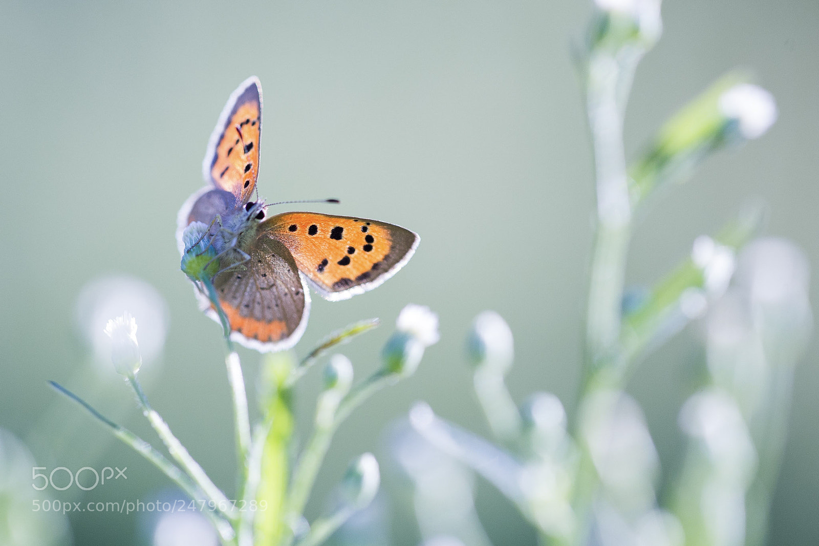Canon EOS-1D Mark IV sample photo. Summer light photography