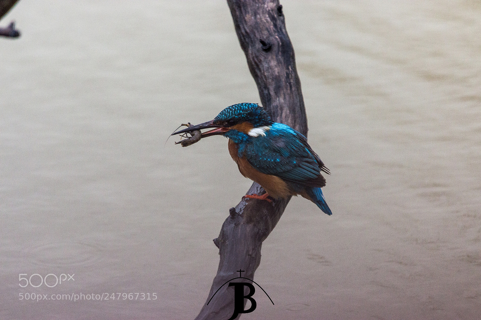 Canon EOS 600D (Rebel EOS T3i / EOS Kiss X5) sample photo. Hora de comer / lunchtime photography