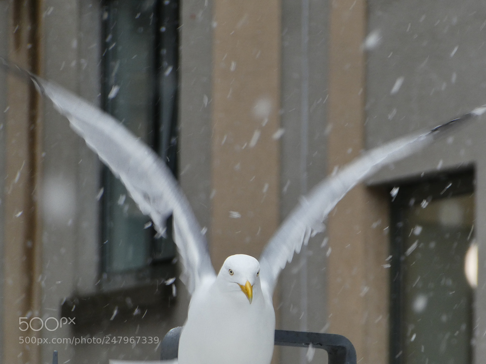Panasonic DMC-TZ81 sample photo. Ready to fly photography