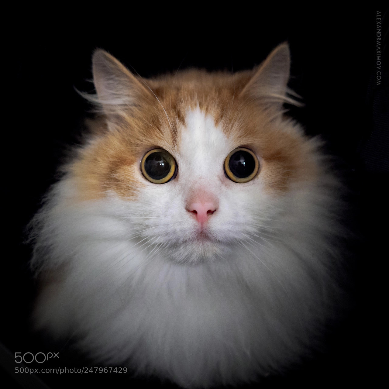 Olympus PEN-F sample photo. Portrait of a cat photography