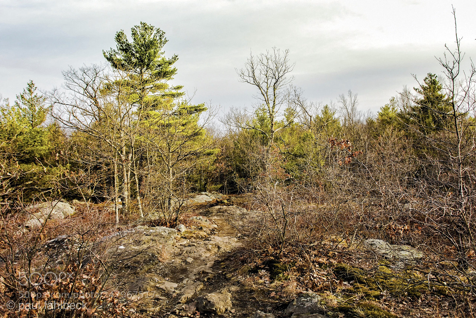 Nikon D7200 sample photo. Walking photography