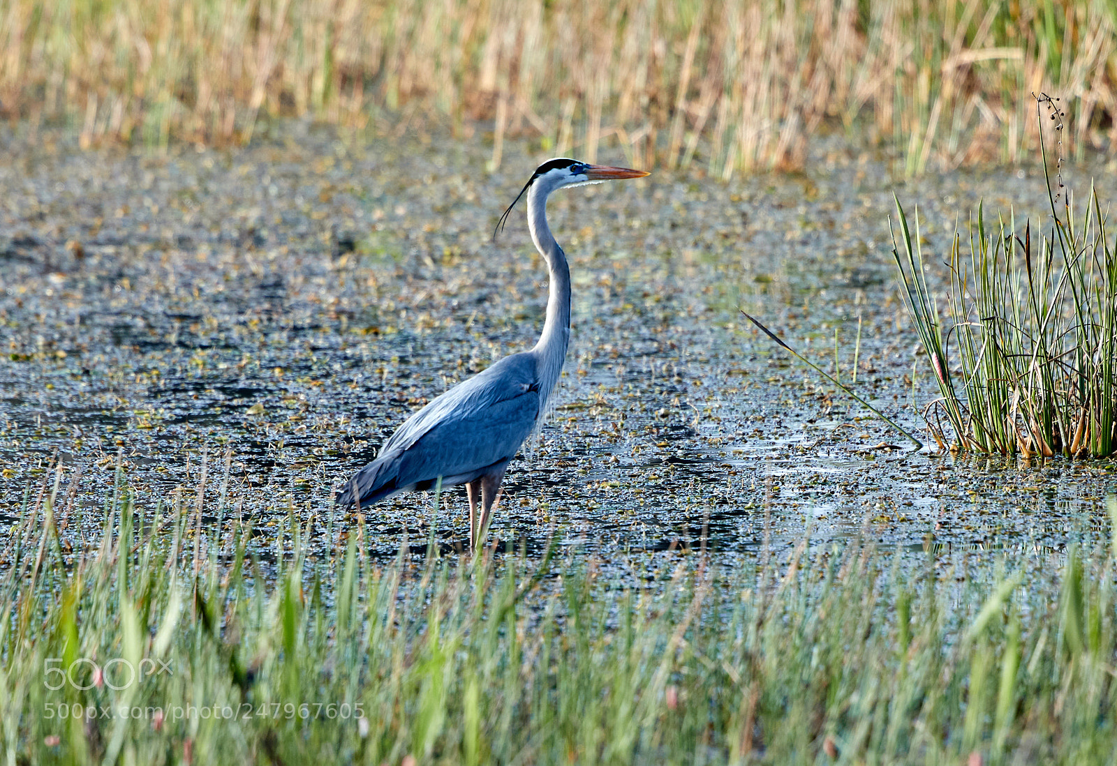 Canon EOS-1D X Mark II sample photo. 03-02-18-0005900.jpg photography