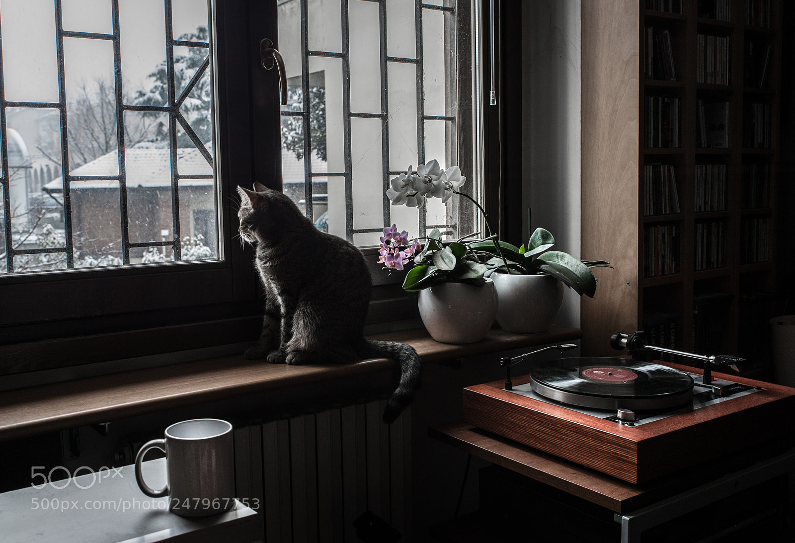 Nikon Df sample photo. It's freezing outside photography