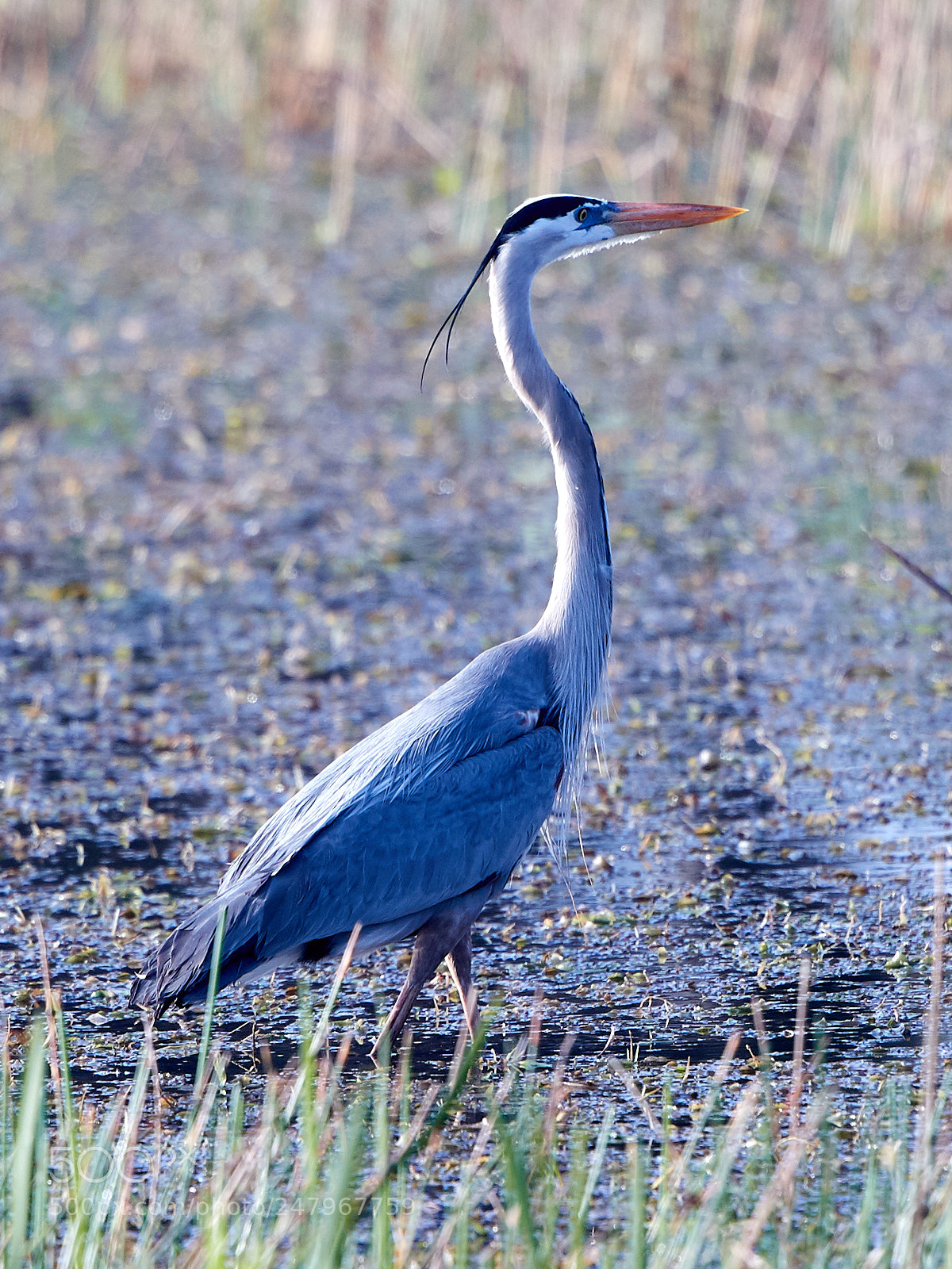 Canon EOS-1D X Mark II sample photo. 03-02-18-0005899.jpg photography