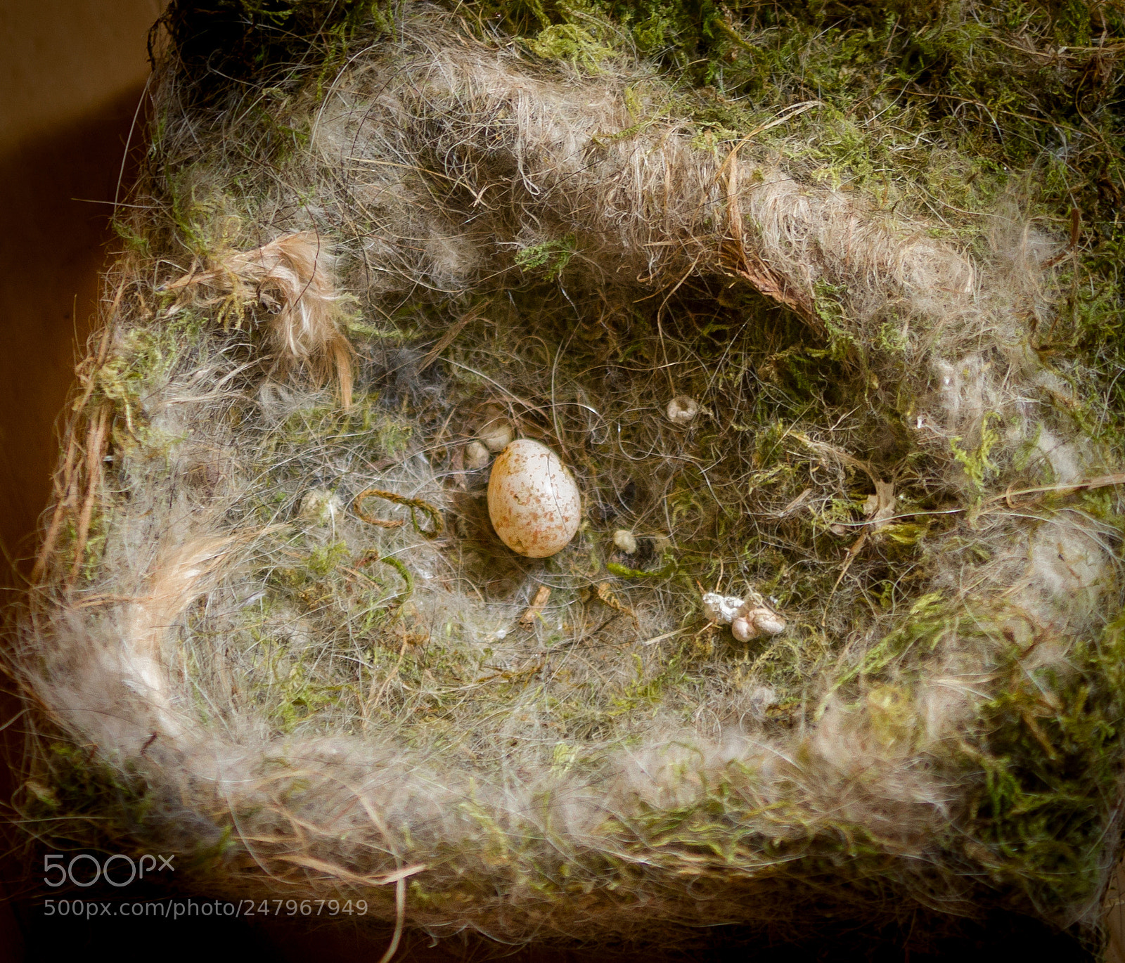 Canon EOS 7D sample photo. Blue tit nest photography