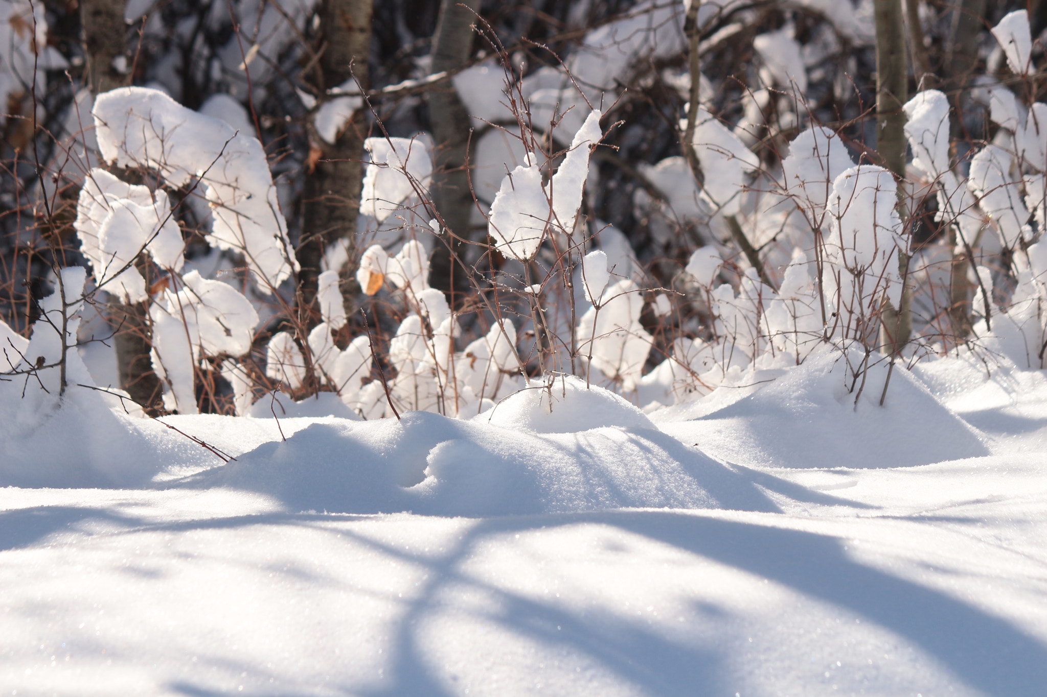 Canon EF-S 55-250mm F4-5.6 IS II sample photo. Snowballs photography