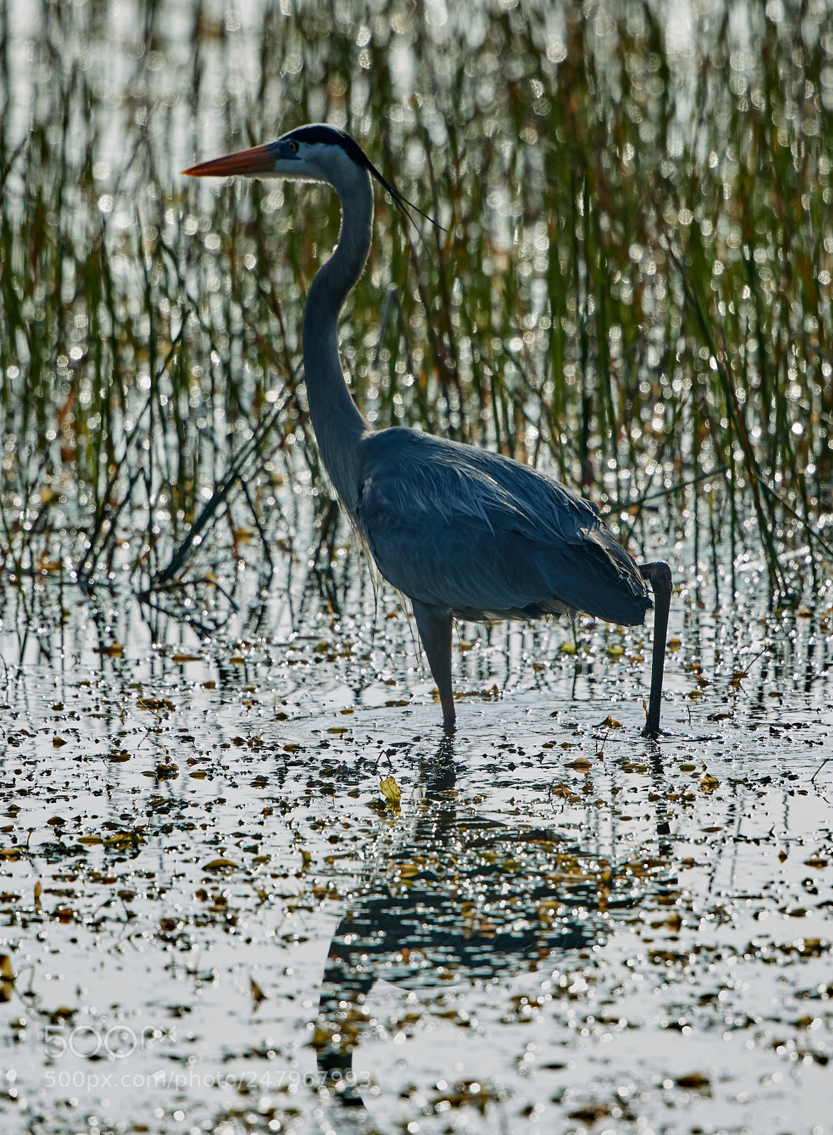 Canon EOS-1D X Mark II sample photo. 03-02-18-0005877.jpg photography