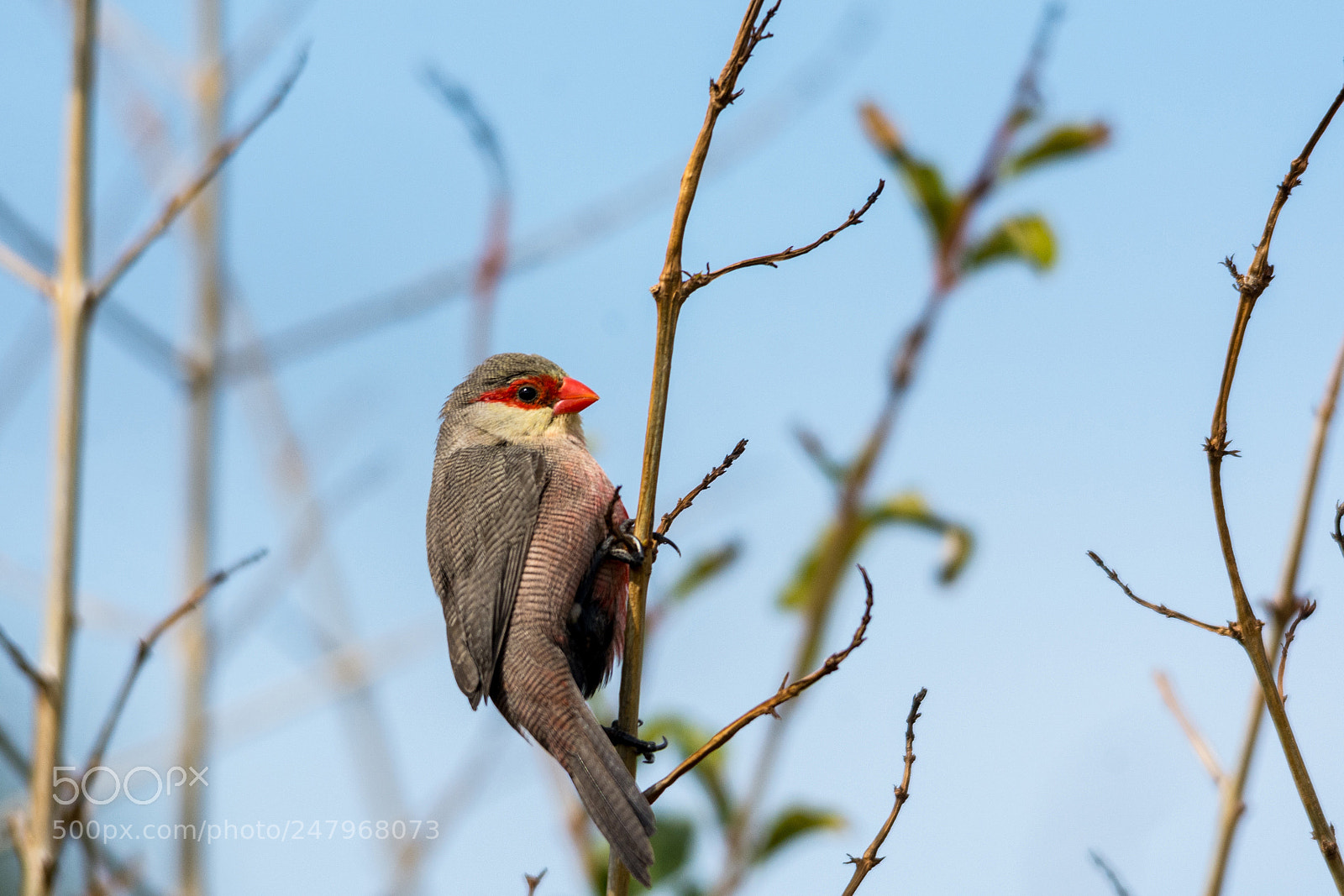 Nikon D7100 sample photo. Common waxbill photography