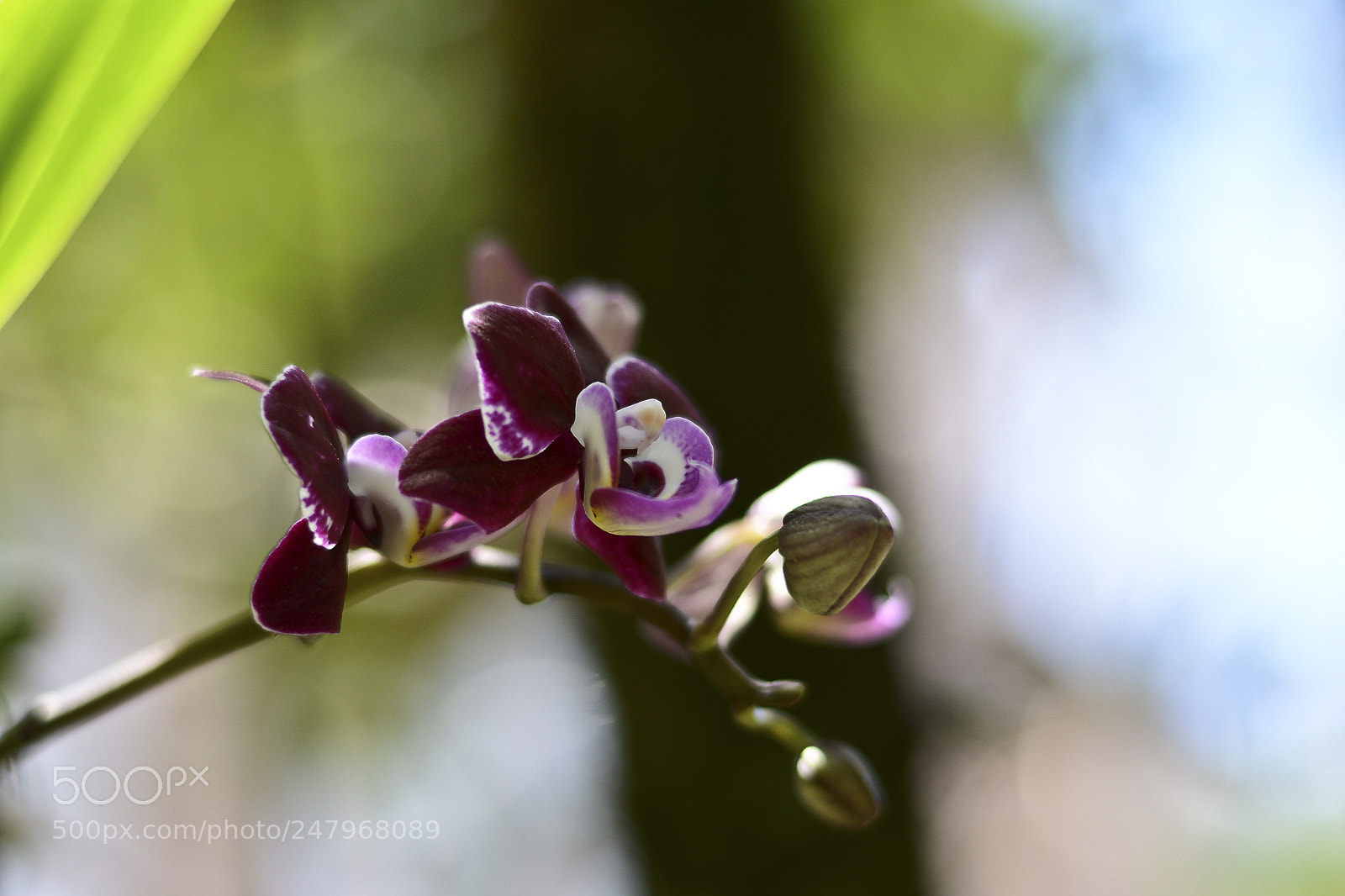 Nikon D7100 sample photo. Perfumando a natureza. photography