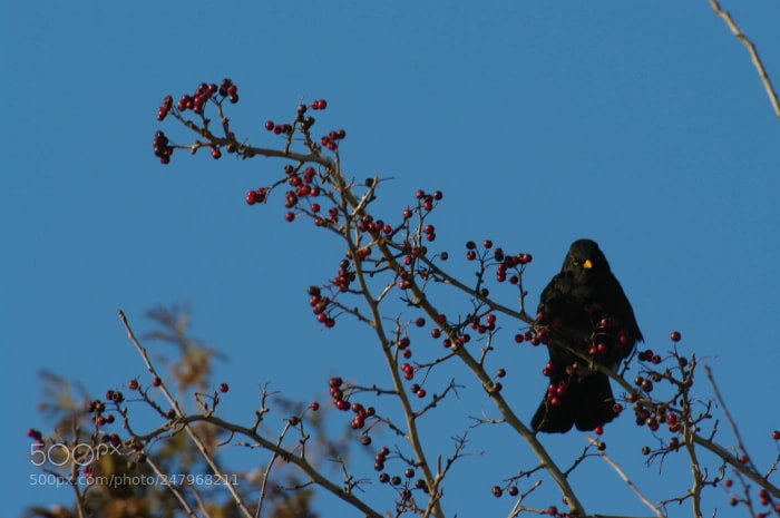 Pentax K20D sample photo. Kos (turdus merula) photography