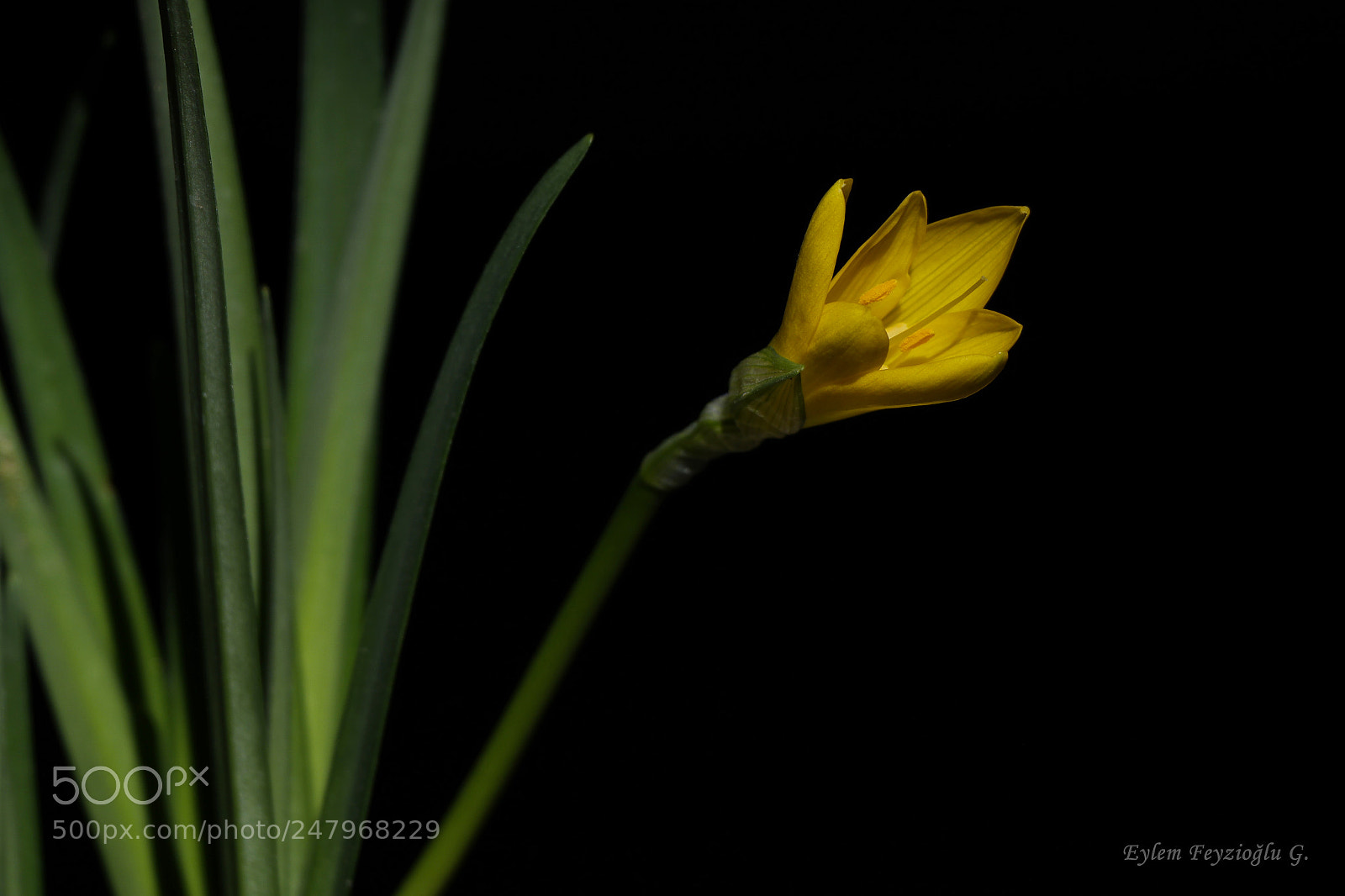 Samsung NX2000 sample photo. Yellow flower photography